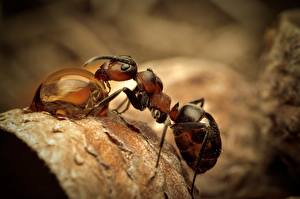 Bakgrunnsbilder Insekter Maur
