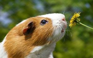 Images Rodents Guinea pigs Animals