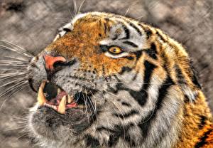 Фотография Большие кошки Тигры Зубы Взгляд Животные