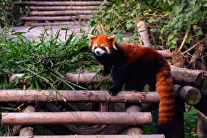 Papel de Parede Desktop Ursos Panda-gigante Panda-vermelho ou panda-pequeno Cauda um animal