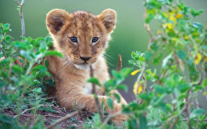 Pictures Big cats Cubs Glance animal