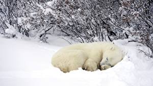 Tapety na pulpit Niedźwiedzie Niedźwiedź polarny Śnieg Zwierzęta