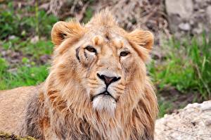 Images Big cats Lions Staring animal