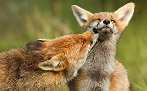 Image Foxes