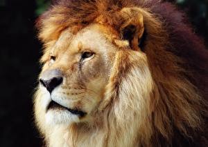 Fotos Große Katze Löwe Kopf Schnauze Tiere