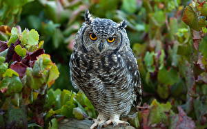 Images Birds Owls Glance animal