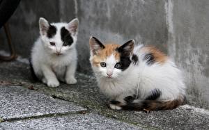Hintergrundbilder Katze Katzenjunges Blick ein Tier