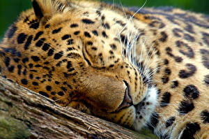 Pictures Big cats Leopard Snout Animals