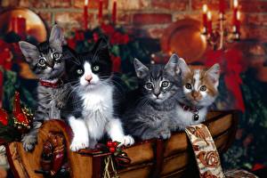 Tapety na pulpit Koty Kocięta Spojrzenie Zwierzęta