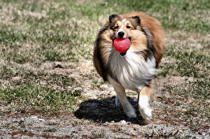 Fotos Hund Collie Laufen Tiere
