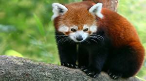Bureaubladachtergronden Beer Reuzenpanda Rode panda Snorharen Kijkt Dieren