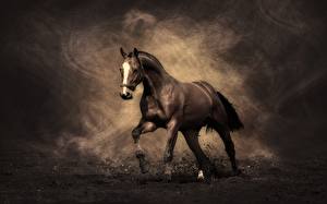 Photo Horse Running Animals