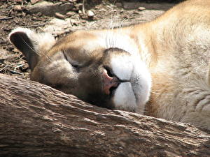 Hintergrundbilder Große Katze Puma