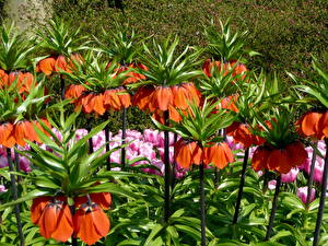 Bakgrunnsbilder Fritillaria