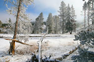Обои Времена года Зимние США Снегу Йеллоустон Wyoming Природа