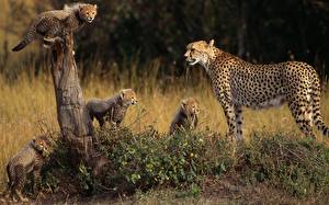 Picture Big cats Cheetahs animal