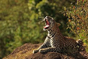 Картинка Большие кошки Леопарды Злой Животные