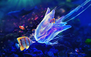 Papel de Parede Desktop Mundo subaquático Águas-vivas Animalia
