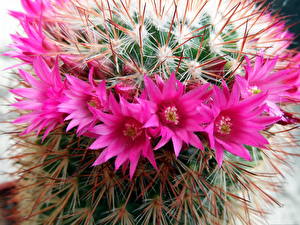 Sfondi desktop Cactus
