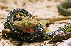 Fotos Reptilien Blick ein Tier