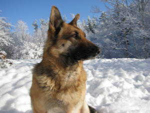 Bureaubladachtergronden Honden Herdershond Sneeuw Kijkt Dieren