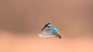 Hintergrundbilder Vogel Flug Tiere