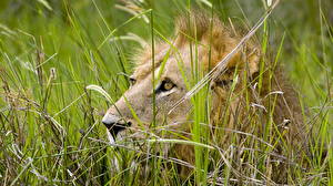 Tapety na pulpit Wielkie koty Lwy Spojrzenie Trawa zwierzę