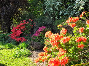 Bakgrunnsbilder Rhododendron  blomst