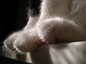 Picture Cat Paws animal