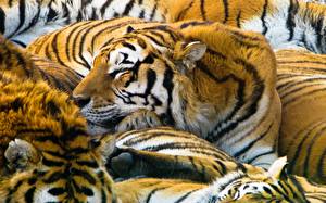Tapety na pulpit Wielkie koty Tygrysy Pysk zwierzę