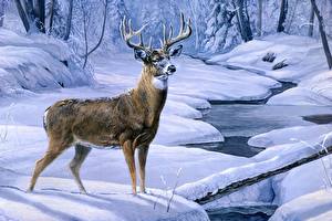 Image Deer Horns Animals