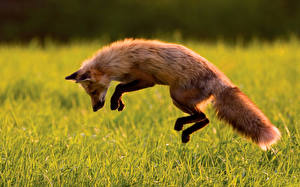 桌面壁纸，，狐狸，跳，動物