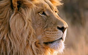 Pictures Big cats Lion Head Snout animal