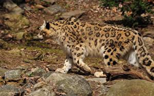 Pictures Big cats Snow leopards animal
