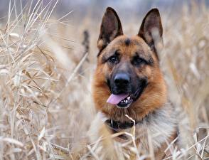 Hintergrundbilder Hund Shepherd ein Tier