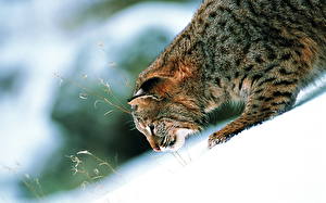 Bureaubladachtergronden Pantherinae Lynx Dieren