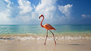 Papel de Parede Desktop Pássaros Flamingos um animal
