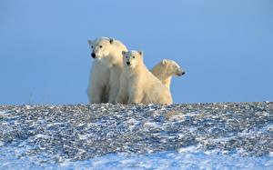 Papel de Parede Desktop Urso Urso-polar