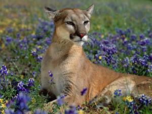 Bilder Große Katze Pumas Tiere