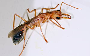 Bakgrundsbilder på skrivbordet Insekter Myror