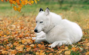 Bureaubladachtergronden Honden Siberische husky  een dier