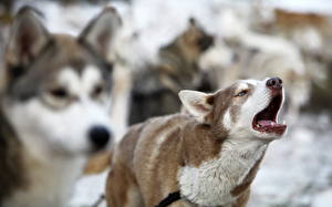 Papel de Parede Desktop Cão Husky siberiano um animal