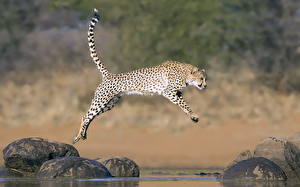 Bilder Große Katze Geparden ein Tier