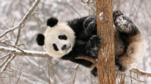 Papel de Parede Desktop Ursos Panda-gigante um animal