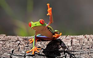 Images Frogs