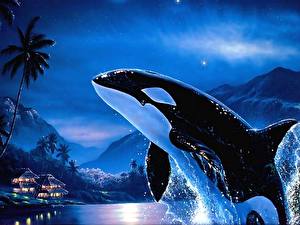 Images Orca animal
