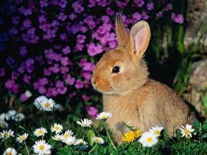 Wallpapers Rodents Rabbit Animals