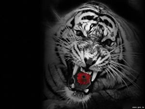 Bakgrunnsbilder Store kattedyr Tiger Malte Svart bakgrunn Dyr