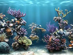 Papel de Parede Desktop Mundo subaquático Corais um animal