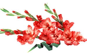 Image Gladioluses flower
